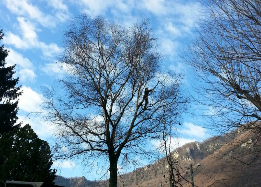 Bisuschio - festa degli alberi 2016