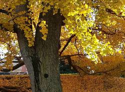 Bisuschio, l'albero d'oro - foto di Clara Comolli