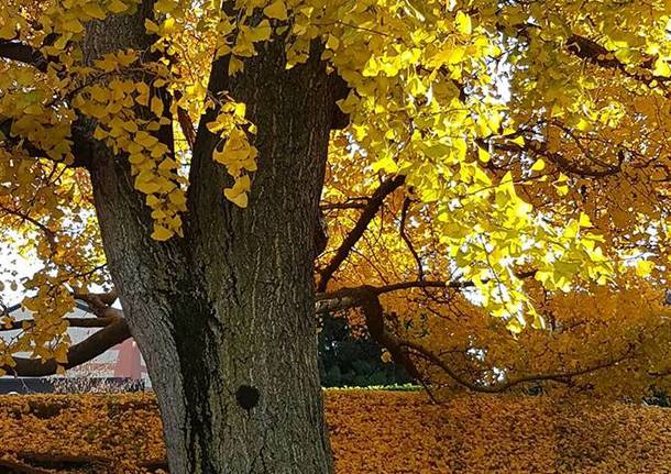 Bisuschio, l'albero d'oro - foto di Clara Comolli