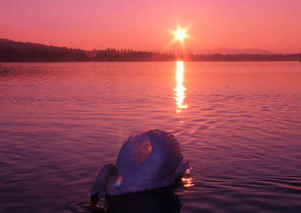 Cigno al tramonto alla Schiranna