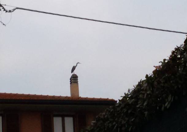 un’airone in città