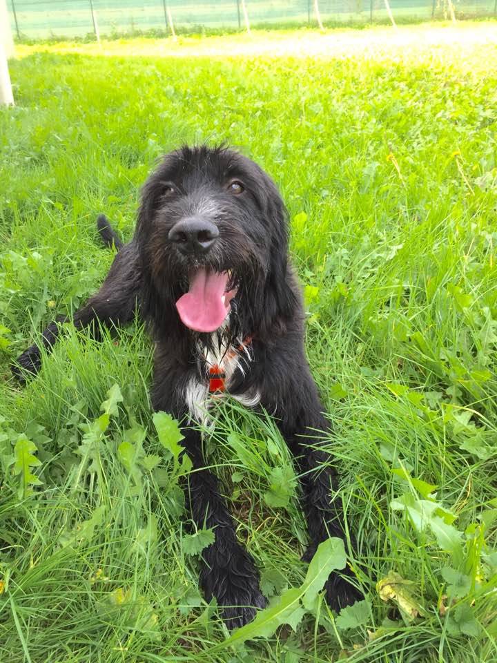 Filippo spinone