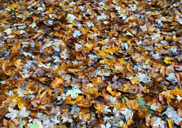 Foto del giorno di Novembre 2016