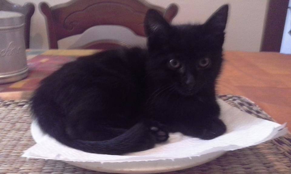 Gatto nero