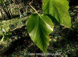Gelso e altre piante al Parco Morselli
