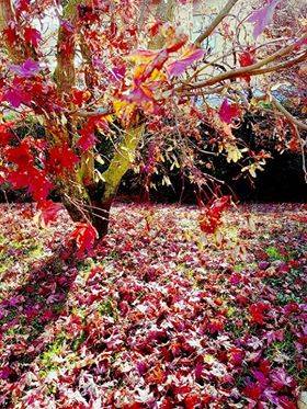 I colori di novembre
