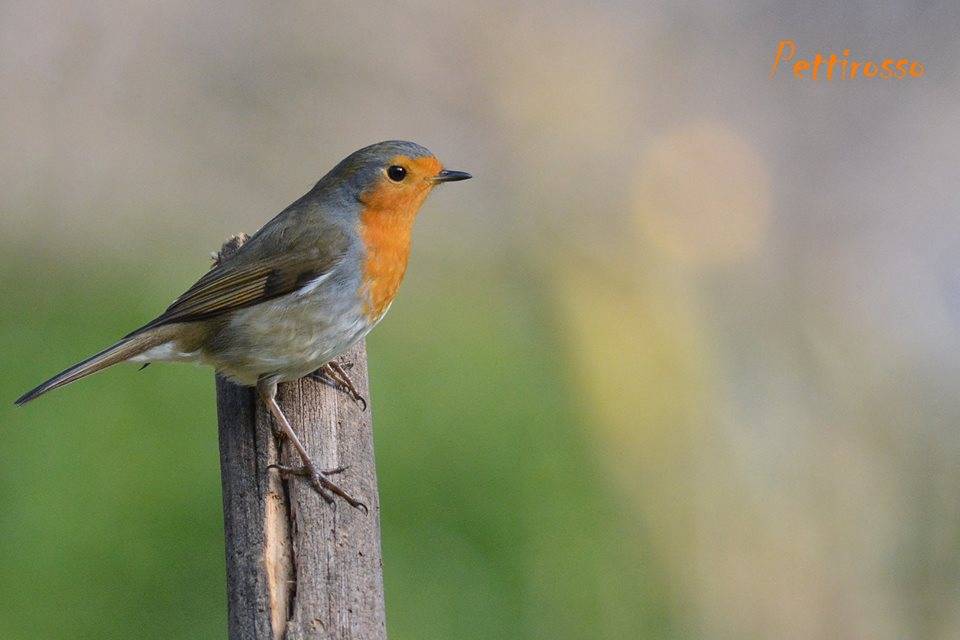 Il pettirosso e gli altri