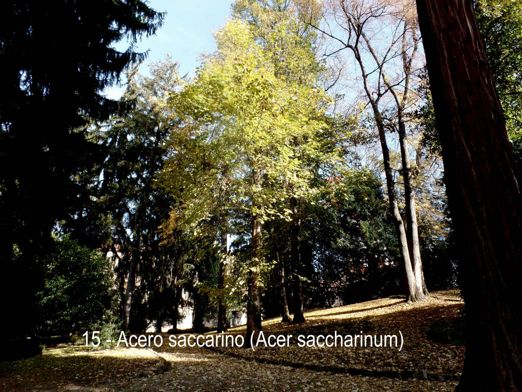 L'acero di Teresio Colombo