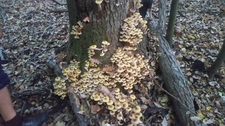 L'autunno nelle foto dei lettori