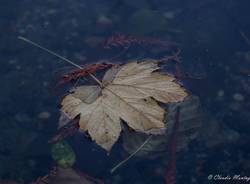 L'Inverno al Lago di Monate