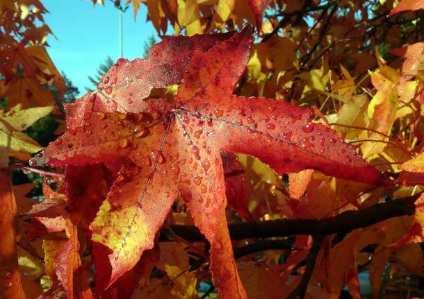 La magia delle foglie d'autunno