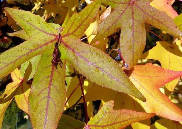 La magia delle foglie d'autunno