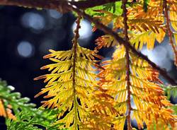 La magia delle foglie d'autunno