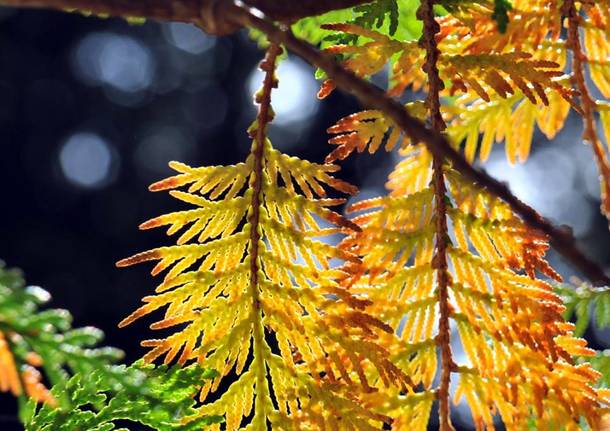 La magia delle foglie d'autunno