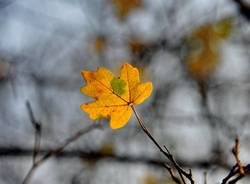 La magia delle foglie d'autunno