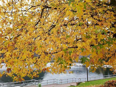 Magico autunno