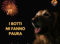 botti cani lav