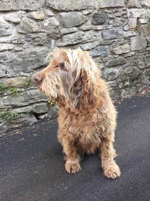 Cagnolone ritrovato a Velate 