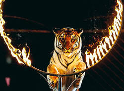 Circo animali
