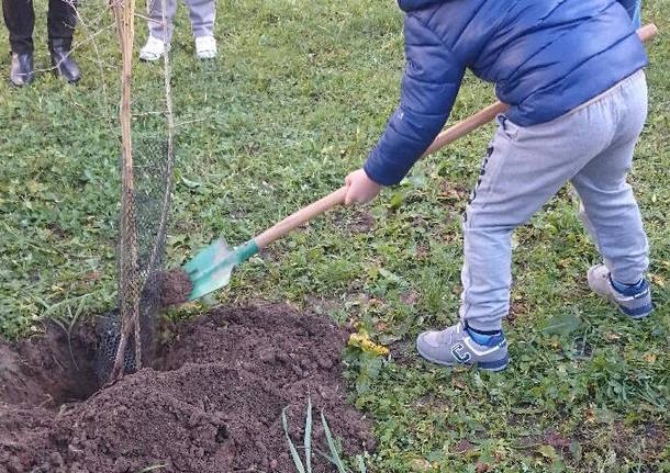 festa dell'albero