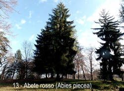 L'abete picea