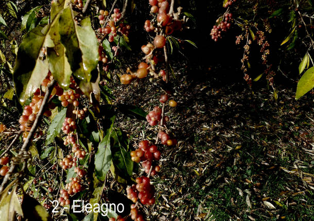 L’abete rosso di Villa Baragiola