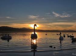 lago varese schiranna cigni andrea ostoni