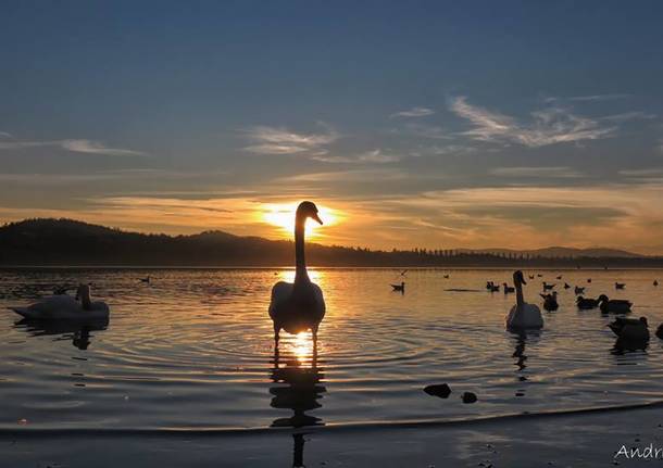 lago varese schiranna cigni andrea ostoni