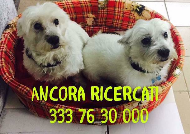 Spariti a Natale Lillo e Lilli