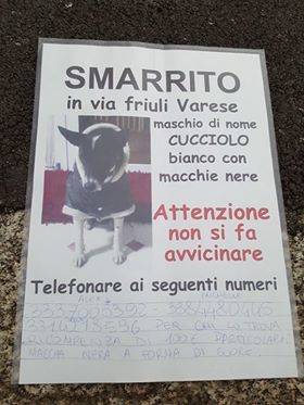 Smarrito "Cucciolo"