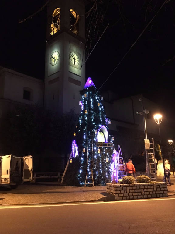 Un super albero a Travedona Monate