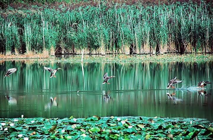 Bisuschio, il laghetto Cicogna - Foto di Matteo Nicora