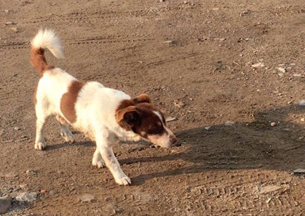 Cagnolino perso a Torba di Gornate Olona