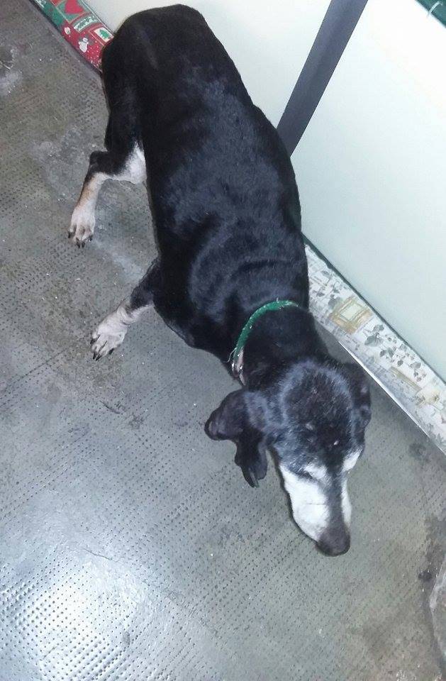 cane