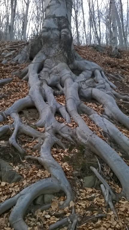 tentacoli vegetali