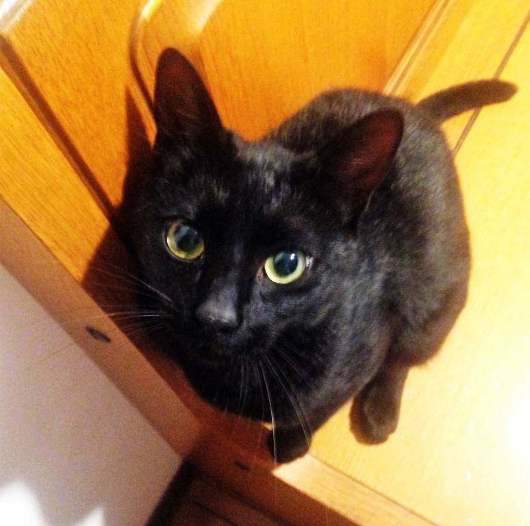 Gatto smarrito a Busto Arsizio