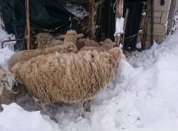 La Protezione Civile di Malnate in Abruzzo