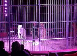 circo animali