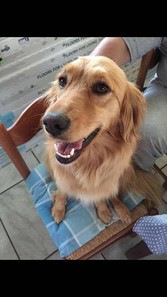 Ginger