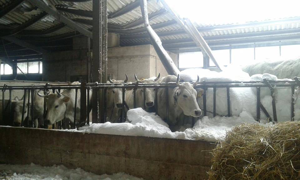 Il dramma degli animali sotto la neve