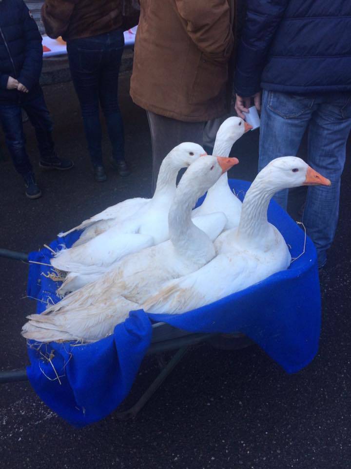 La festa di Sant'Antonio a Besozzo 