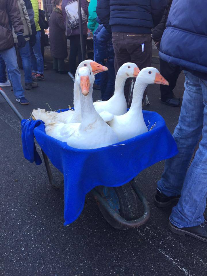 La festa di Sant'Antonio a Besozzo 
