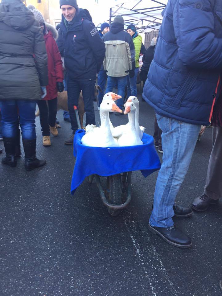 La festa di Sant'Antonio a Besozzo 