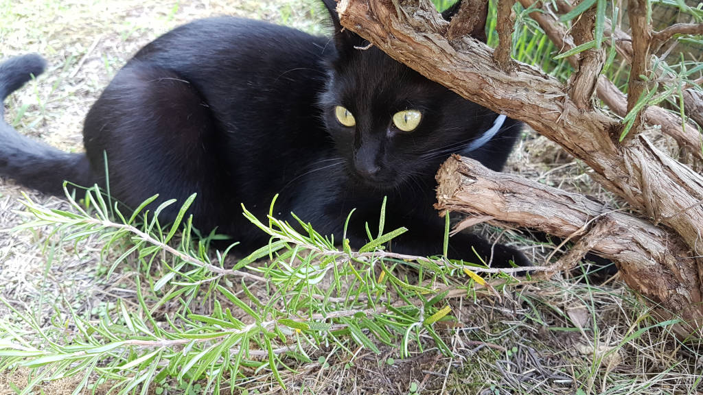 Luna