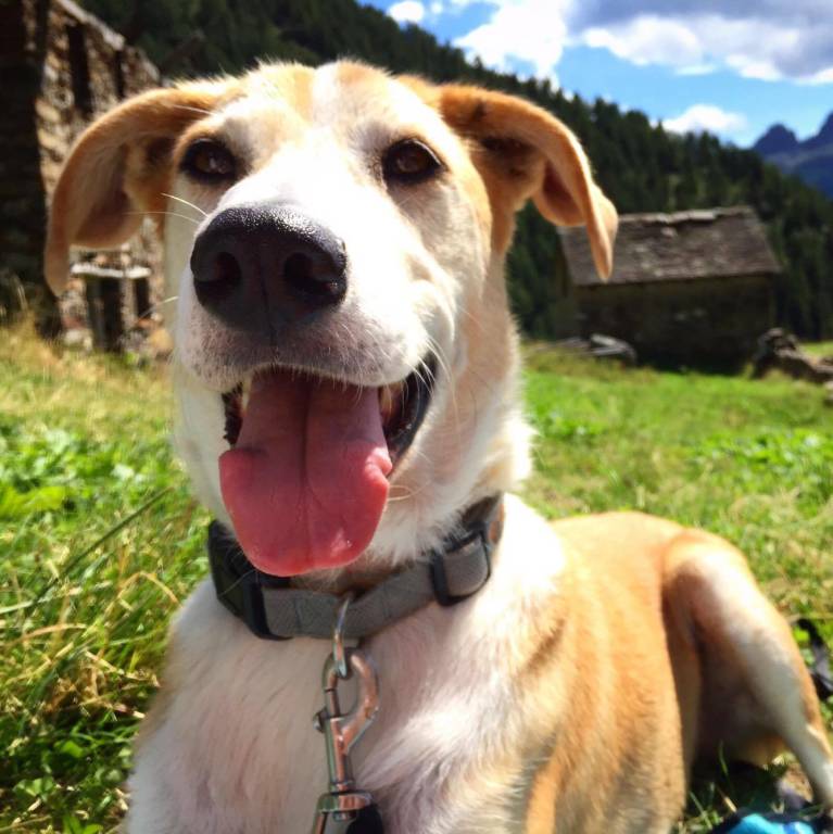 Zelda 