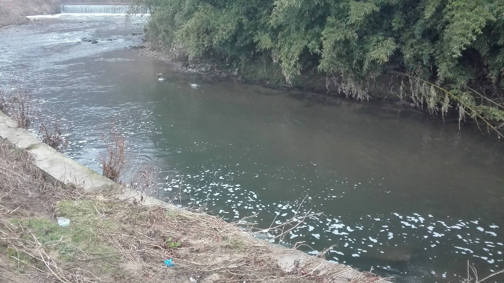 Ancora schiume nell'Olona