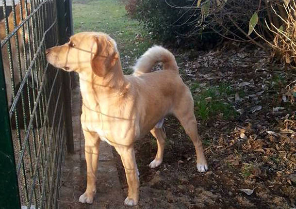 Cagnolino trovato a Mornago