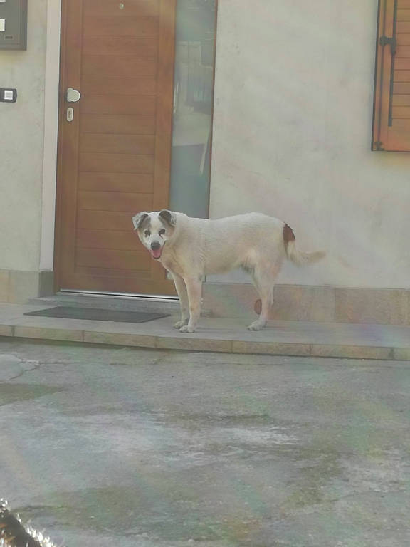 Cani persi 