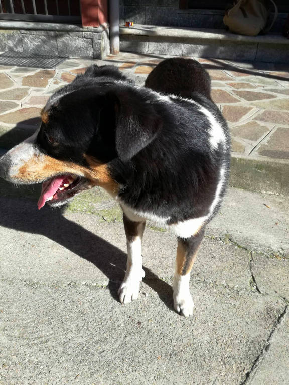 Cani persi 