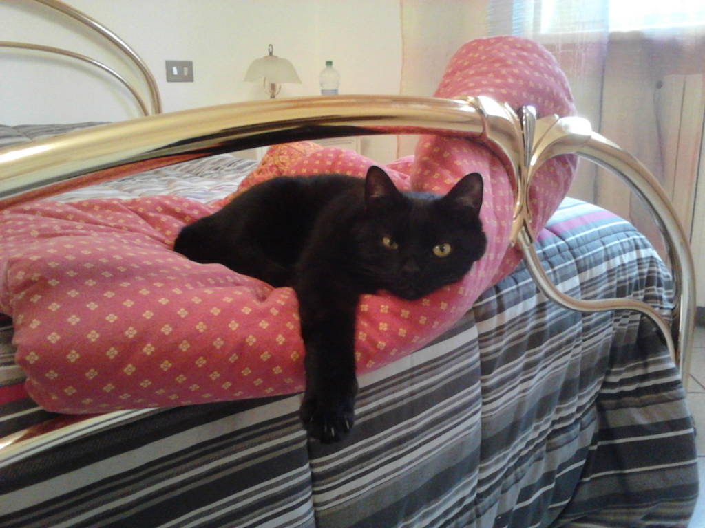 Festa dei gatti